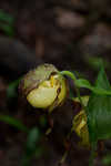 Kentuckey lady's slipper